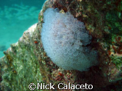 Pedernales Reef Marine Life by Nick Calaceto 